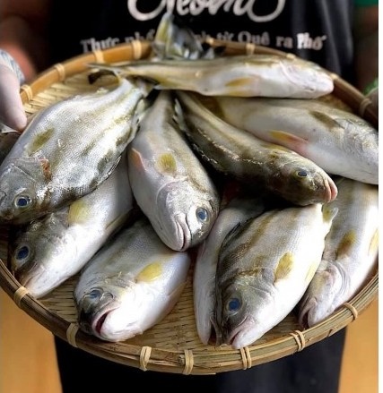 Cá ong hương Đánh bắt trong ngày - Giao sống Tận nơi