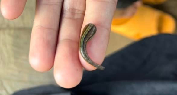 Hướng Dẫn Cách Dùng Xịt Chống Vắt & Muỗi Hiệu Quả Nhất