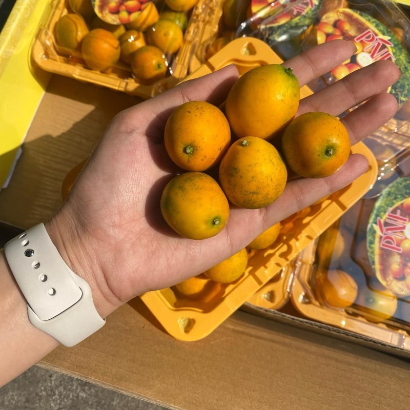 Kim Quất Đài Loan (PNF)_thumbnail_1