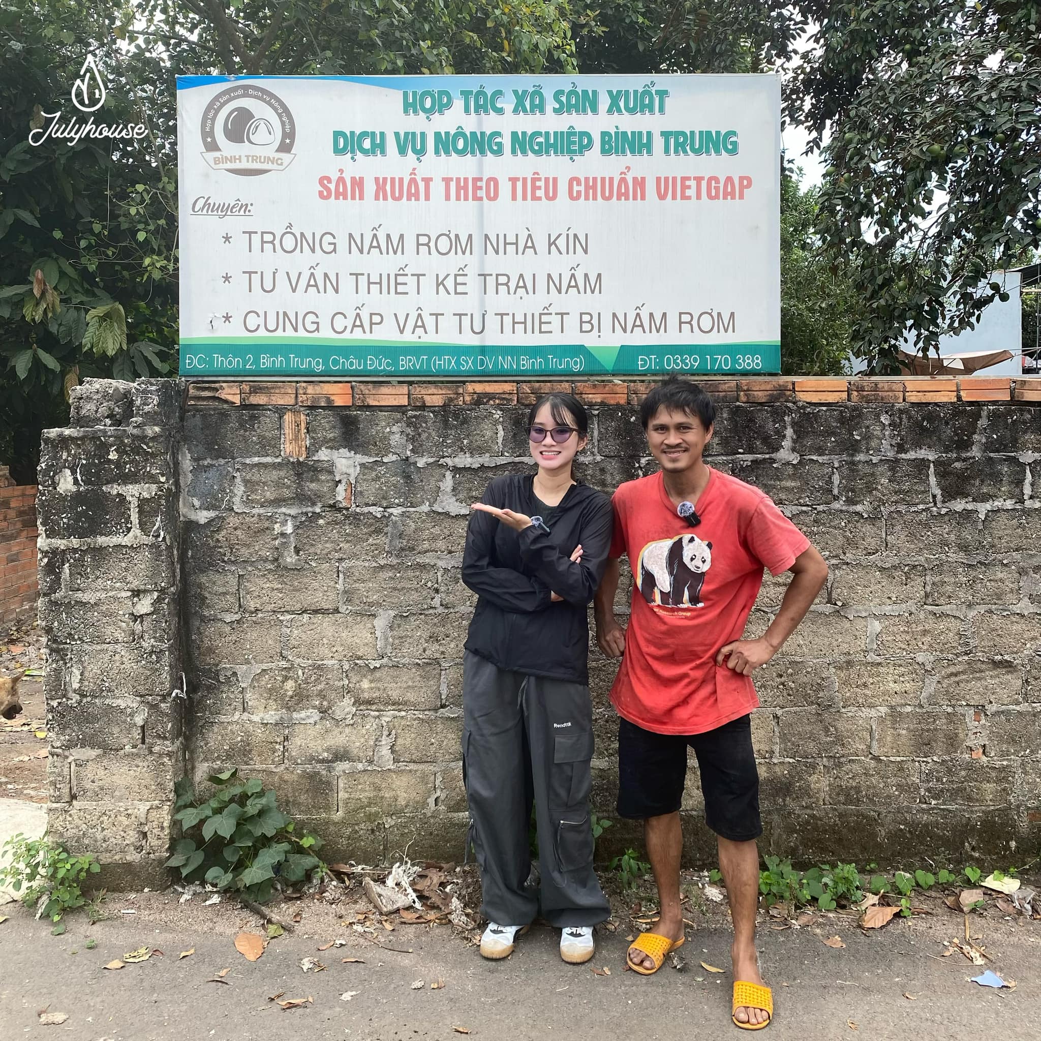 Trồng nấm rơm bằng giá thể lá sả chanh