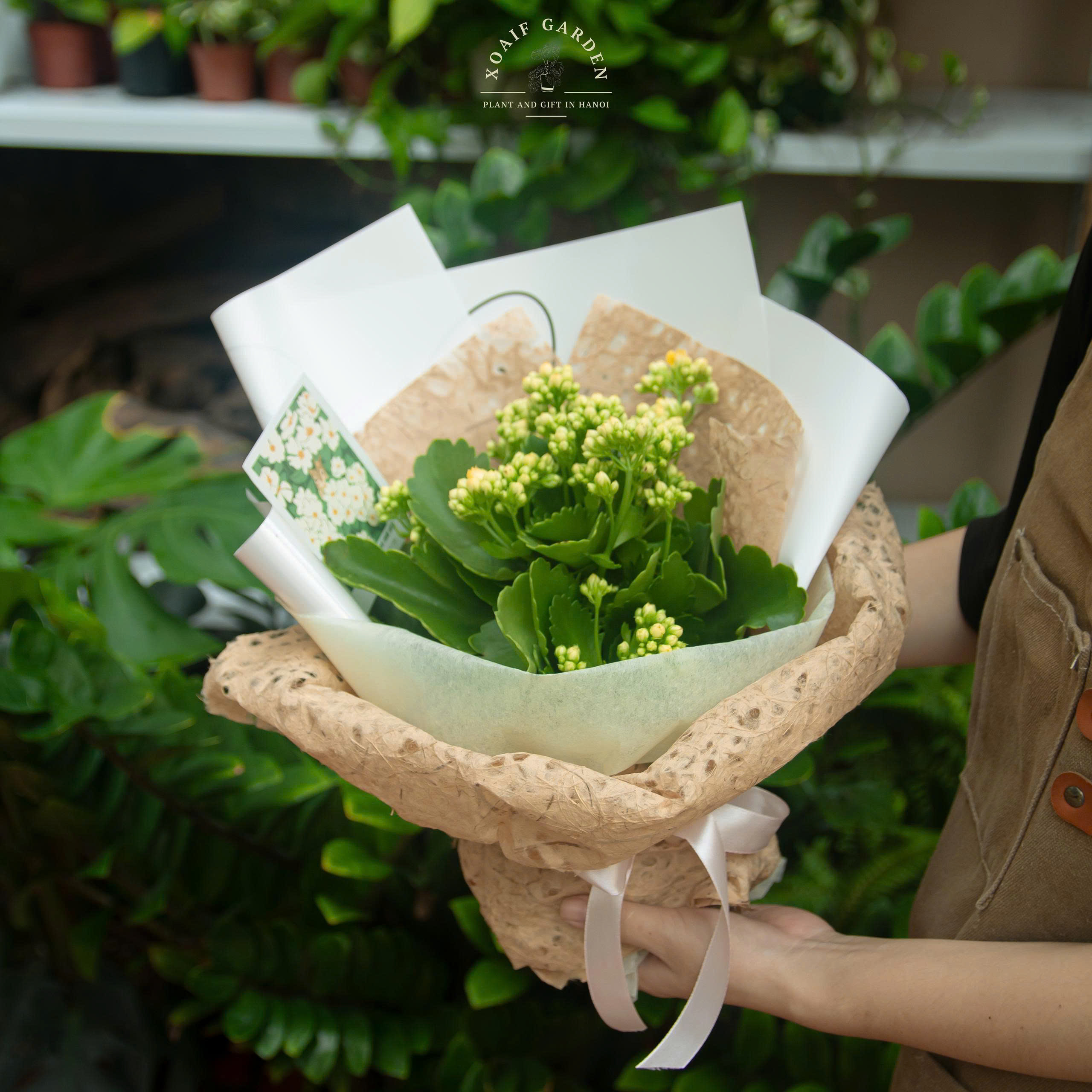 SET QUÀ TẶNG CÂY HOA SỐNG ĐỜI_thumbnail_2