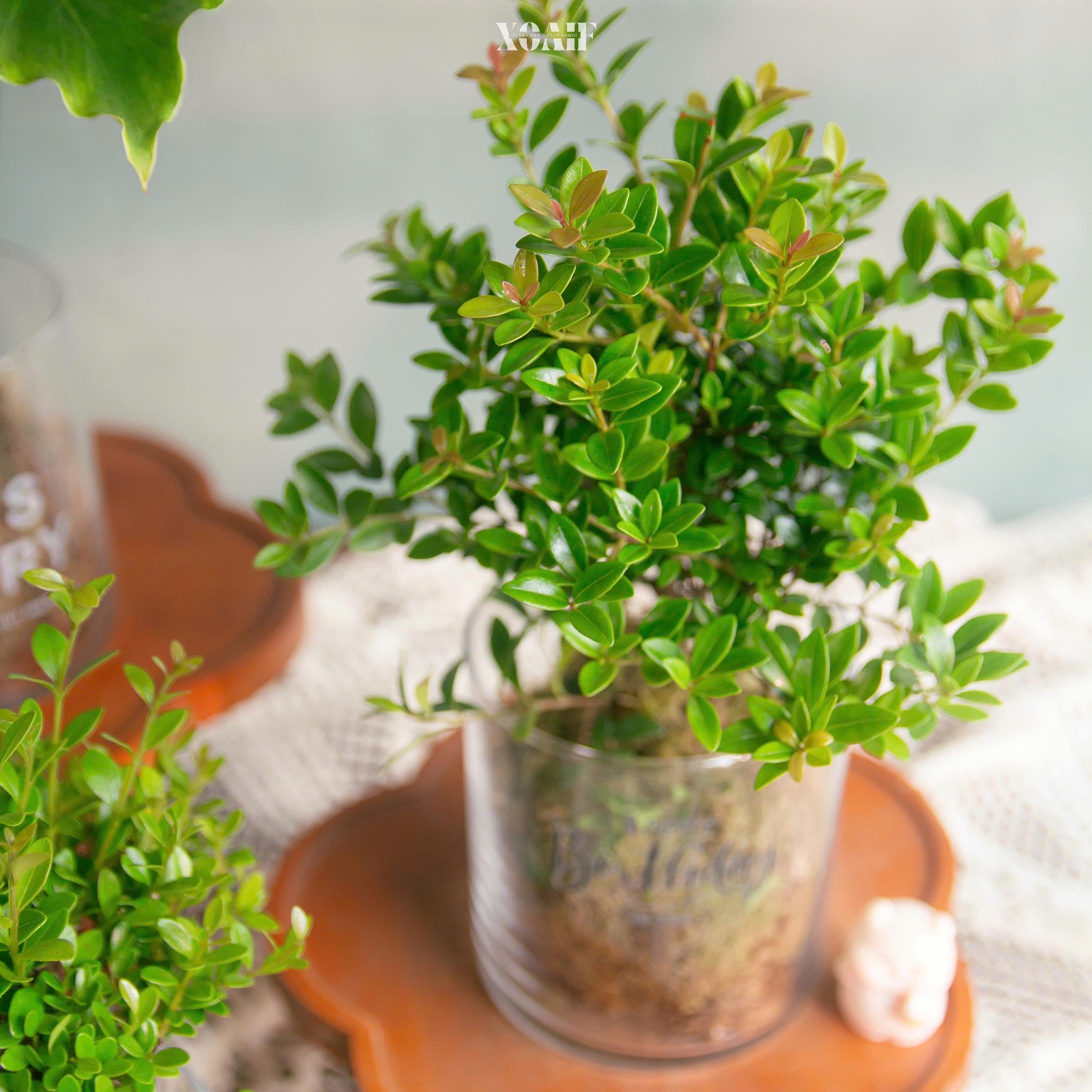 KOKEDAMA CHẬU THUỶ TINH_thumbnail_2