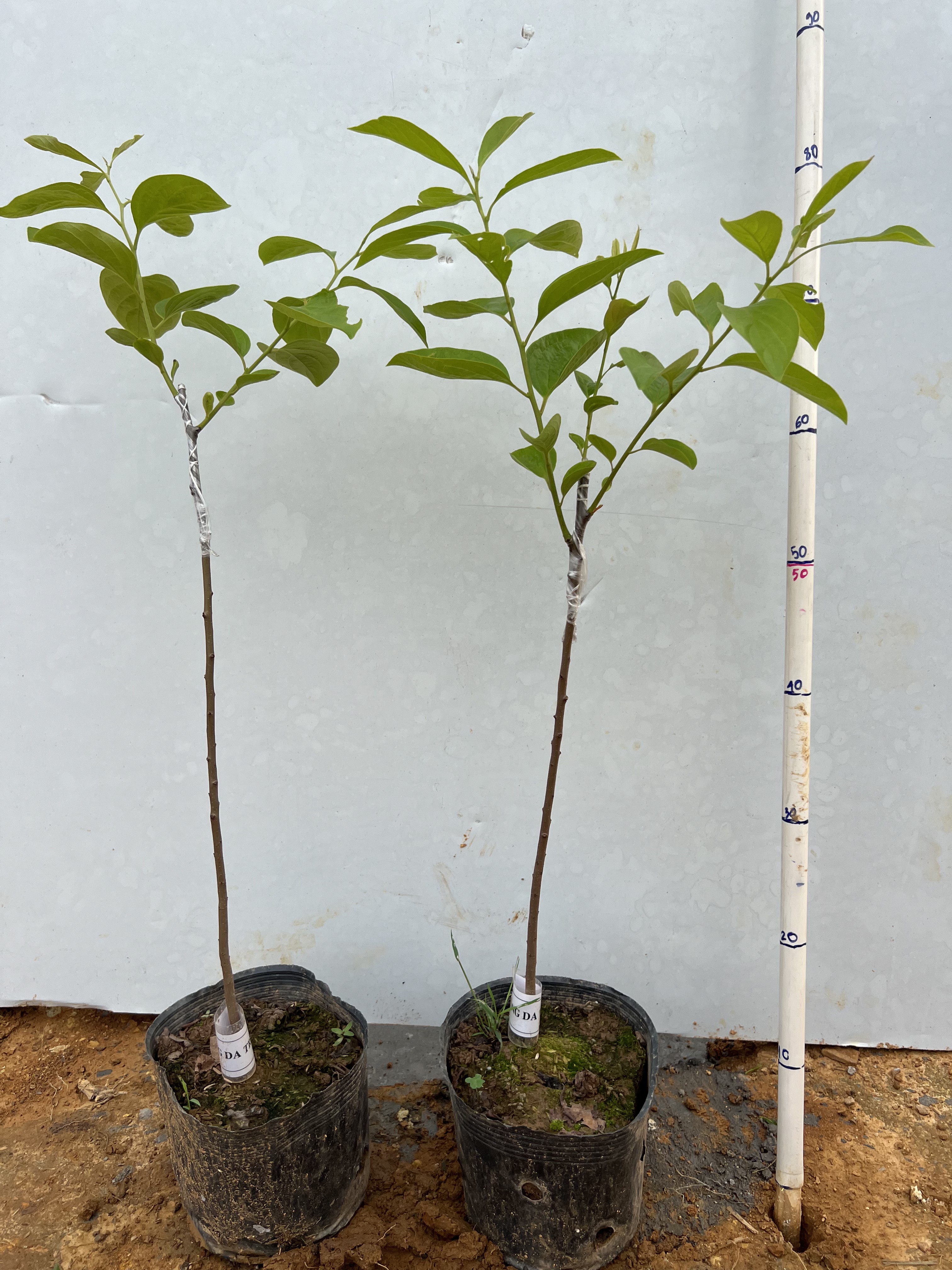 Hồng da tre cao 50-60cm PT128 CALATA