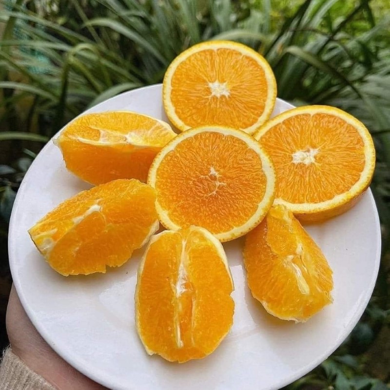 Cam Navel Mộc Châu (Loại 1)_thumbnail_3