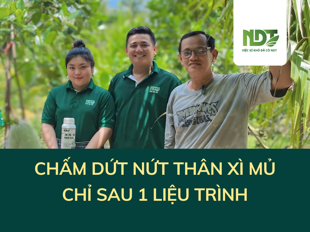 CHÚ TUẤN- BẾN TRE: ĐÁNH BAY NỨT THÂN XÌ MỦ TRÊN MÍT CHỈ SAU 1 LIỆU TRÌNH NDT