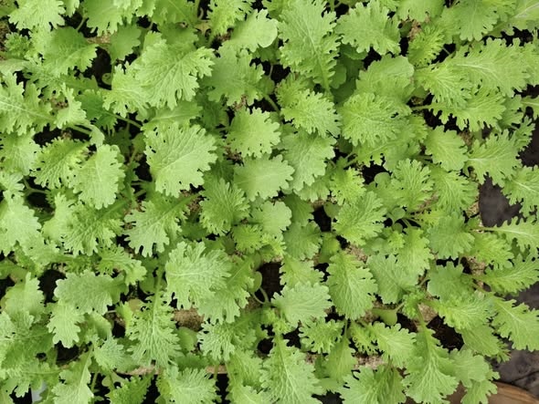 Combo 10 cây giống Cải wasabi_thumbnail_3