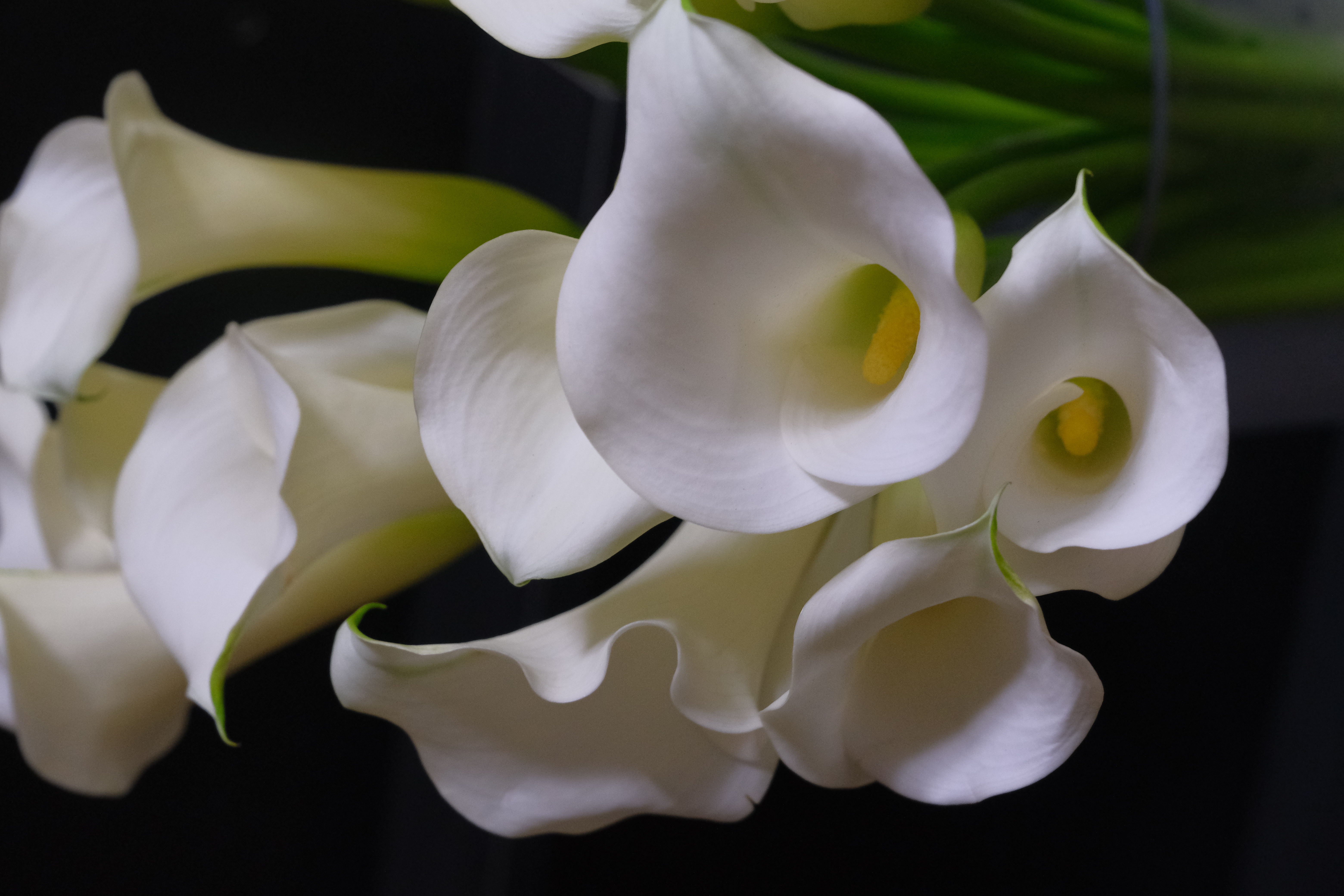 Calla Lily_3