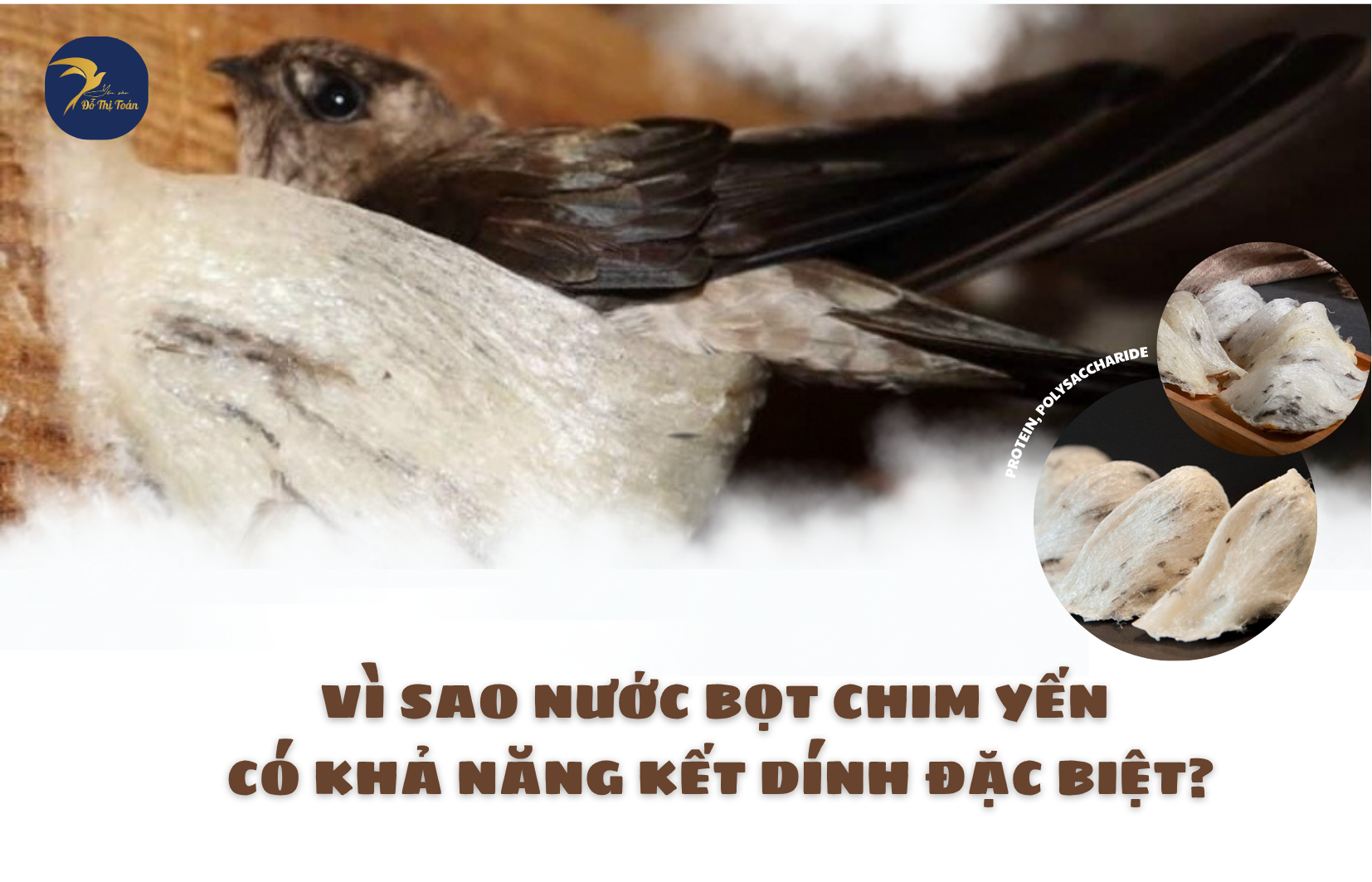 Vì sao nước bọt chim yến lại có thể kết dính?