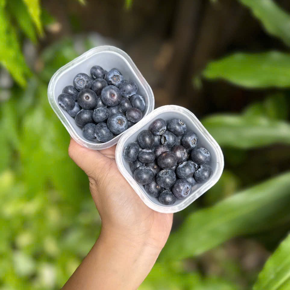 Việt Quất_thumbnail_1