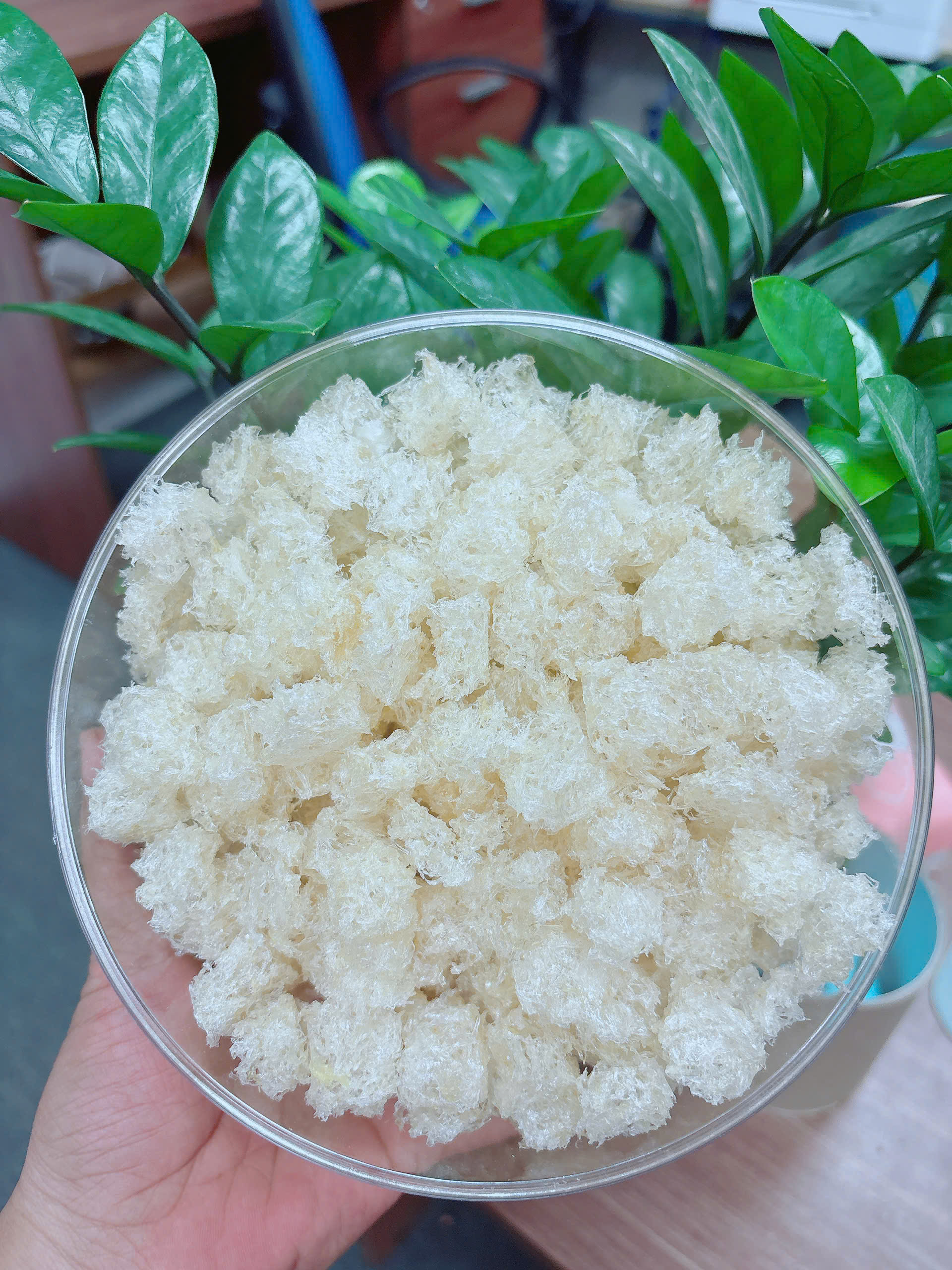 [S6] YẾN VỤN XƠ MƯỚP SẠCH VIÊN TRÒN- HỘP 100GR