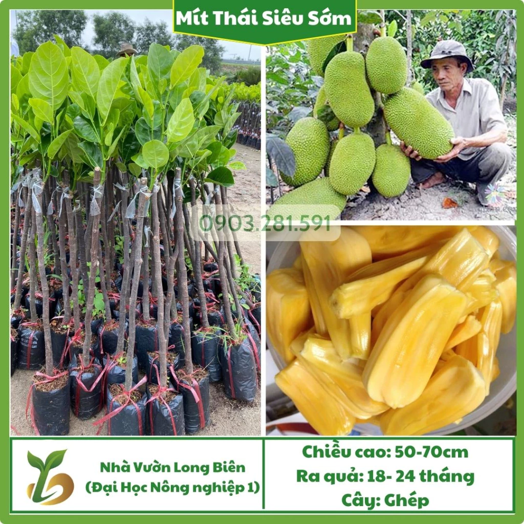 Mít Thái Siêu Sớm