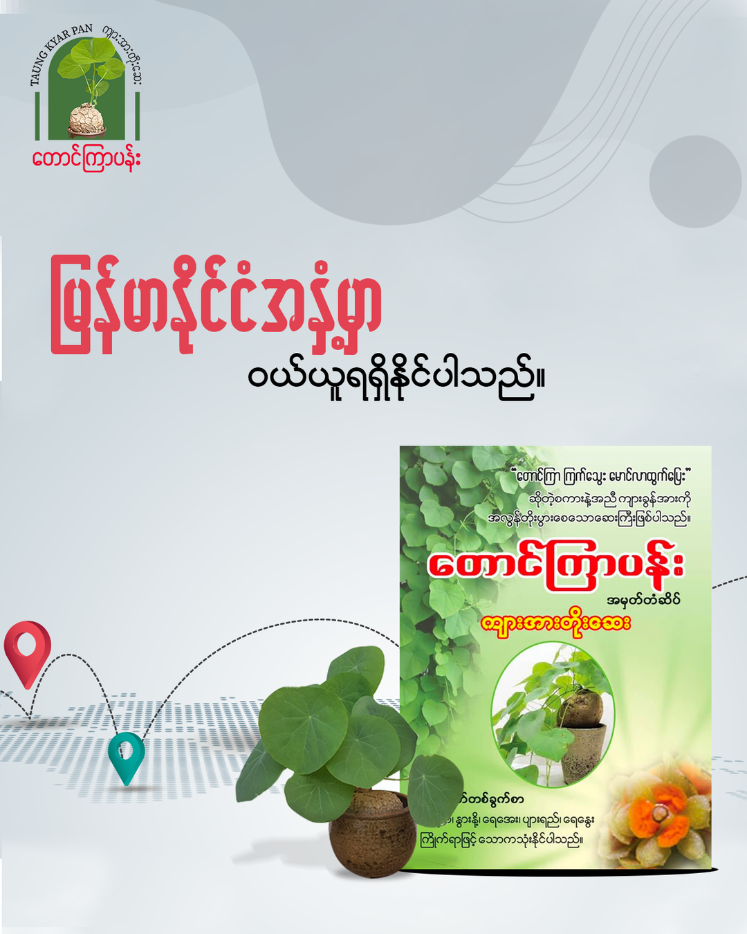 တောင်ကြာပန်း အားတိုးဆေး