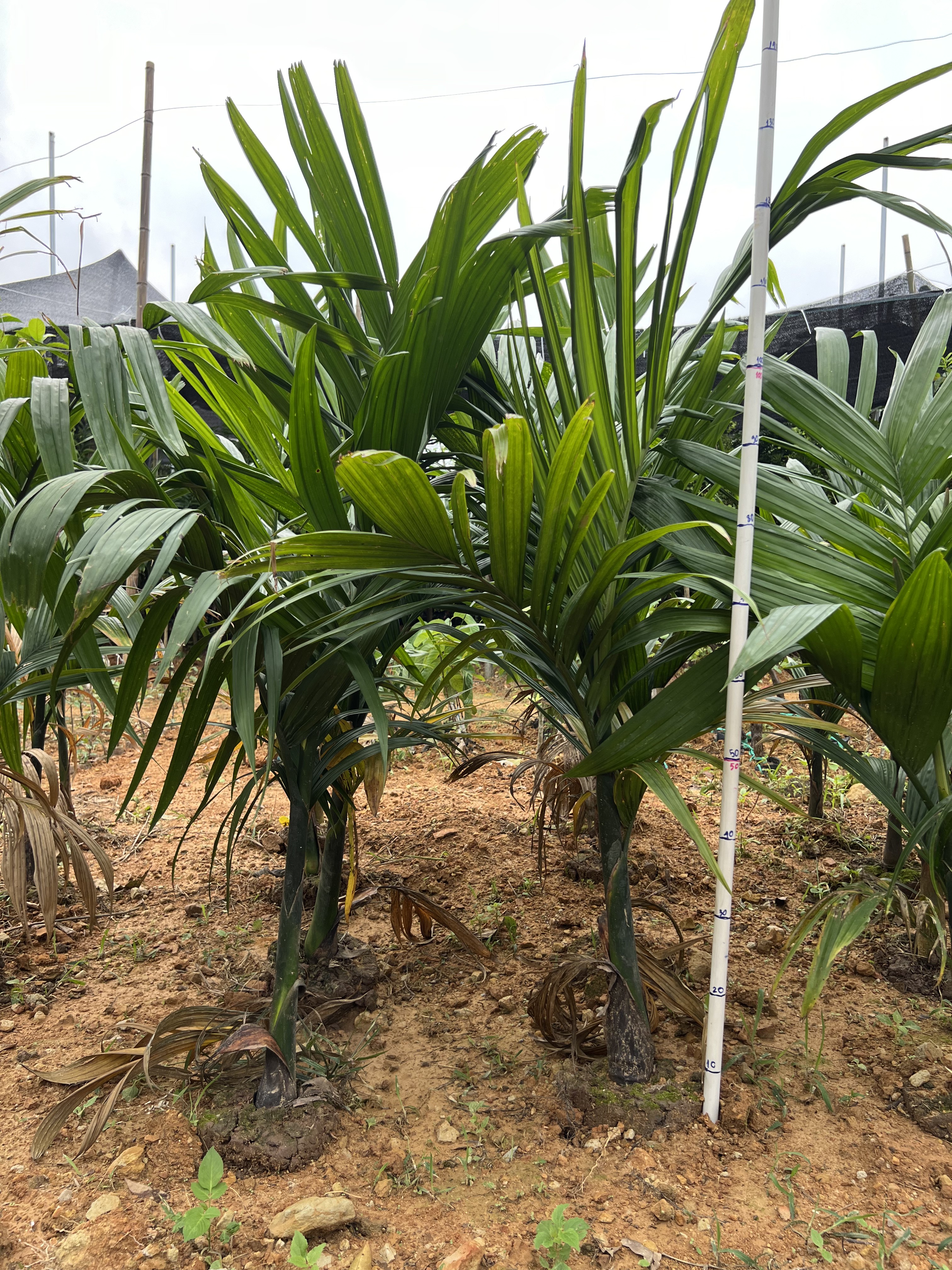 Cau tứ quý cao 70-80cm PT70 CALATA