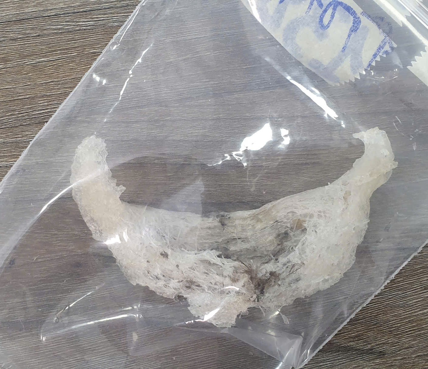 [T95] 1 TỔ THÔ  (7-8gr)_thumbnail_1