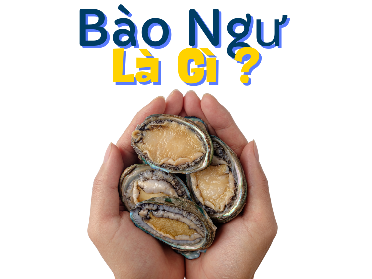 Bào ngư là gì? 7 tác dụng của bào ngư đối với sức khỏe?