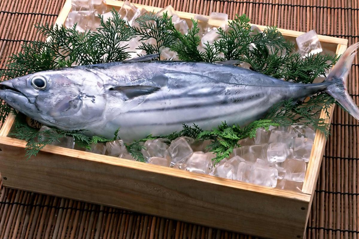 Cá ngừ Nguyên con, Đánh bắt trực tiếp [Giao hàng hỏa tốc Huế]_thumbnail_2