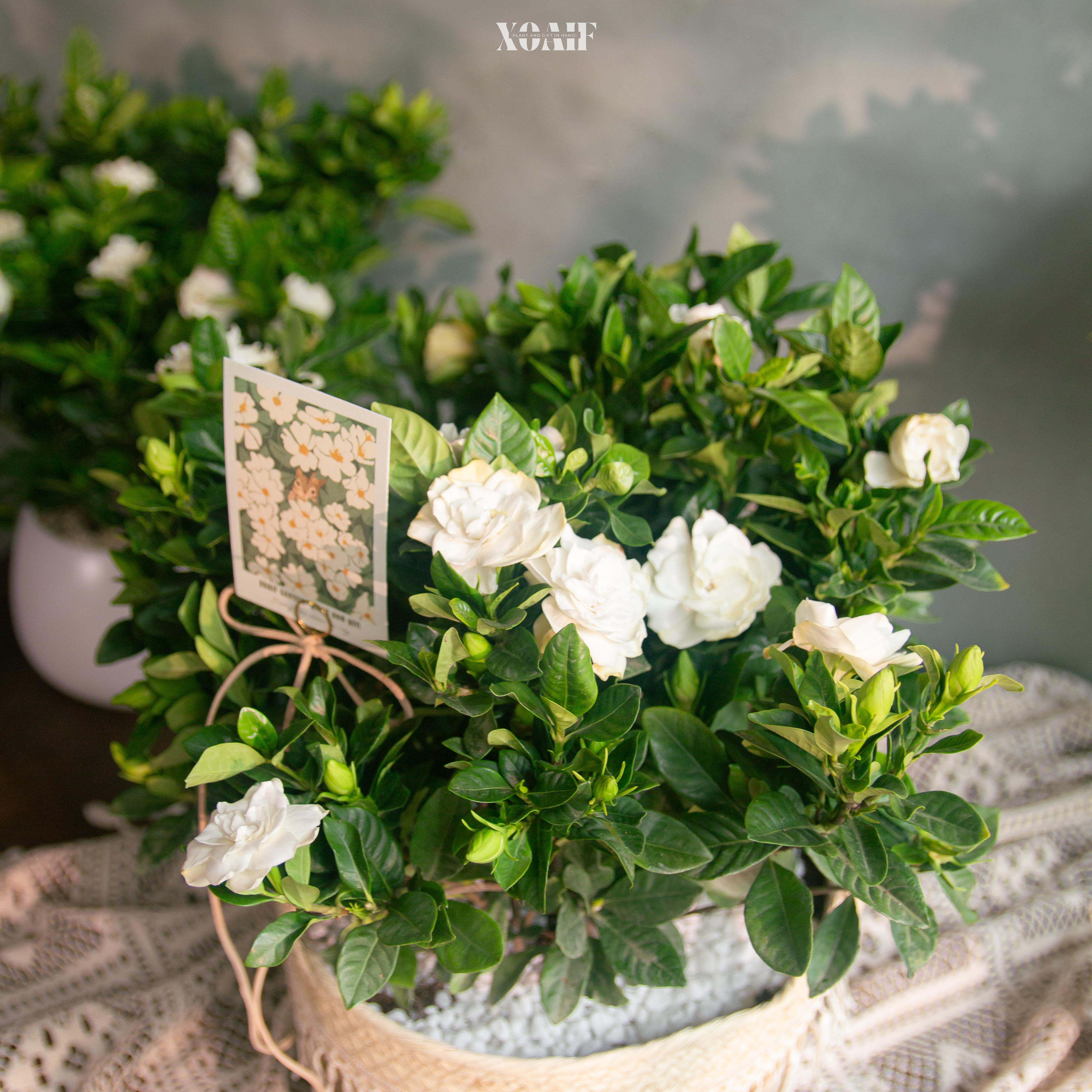 BẠCH THIÊN HƯƠNG