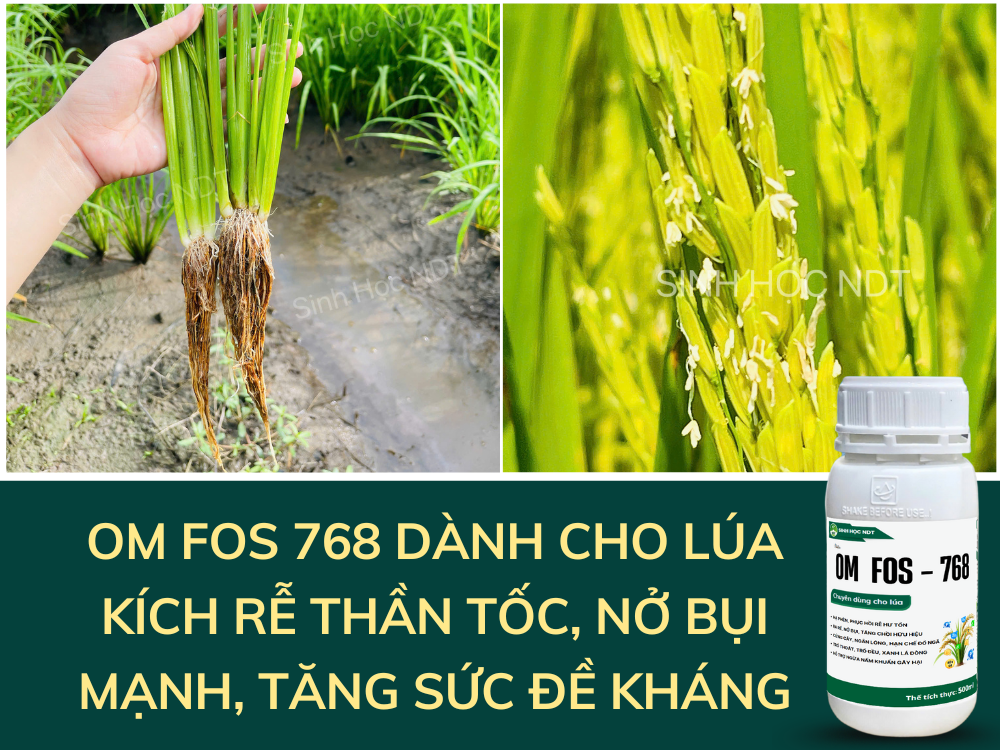OM FOS 768 DÀNH CHO LÚA – KÍCH RỄ THẦN TỐC, NỞ BỤI MẠNH, TĂNG SỨC ĐỀ KHÁNG