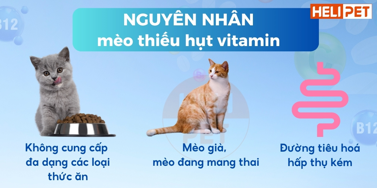 DR.VET multivitamin for cats contains IGY antibodies.