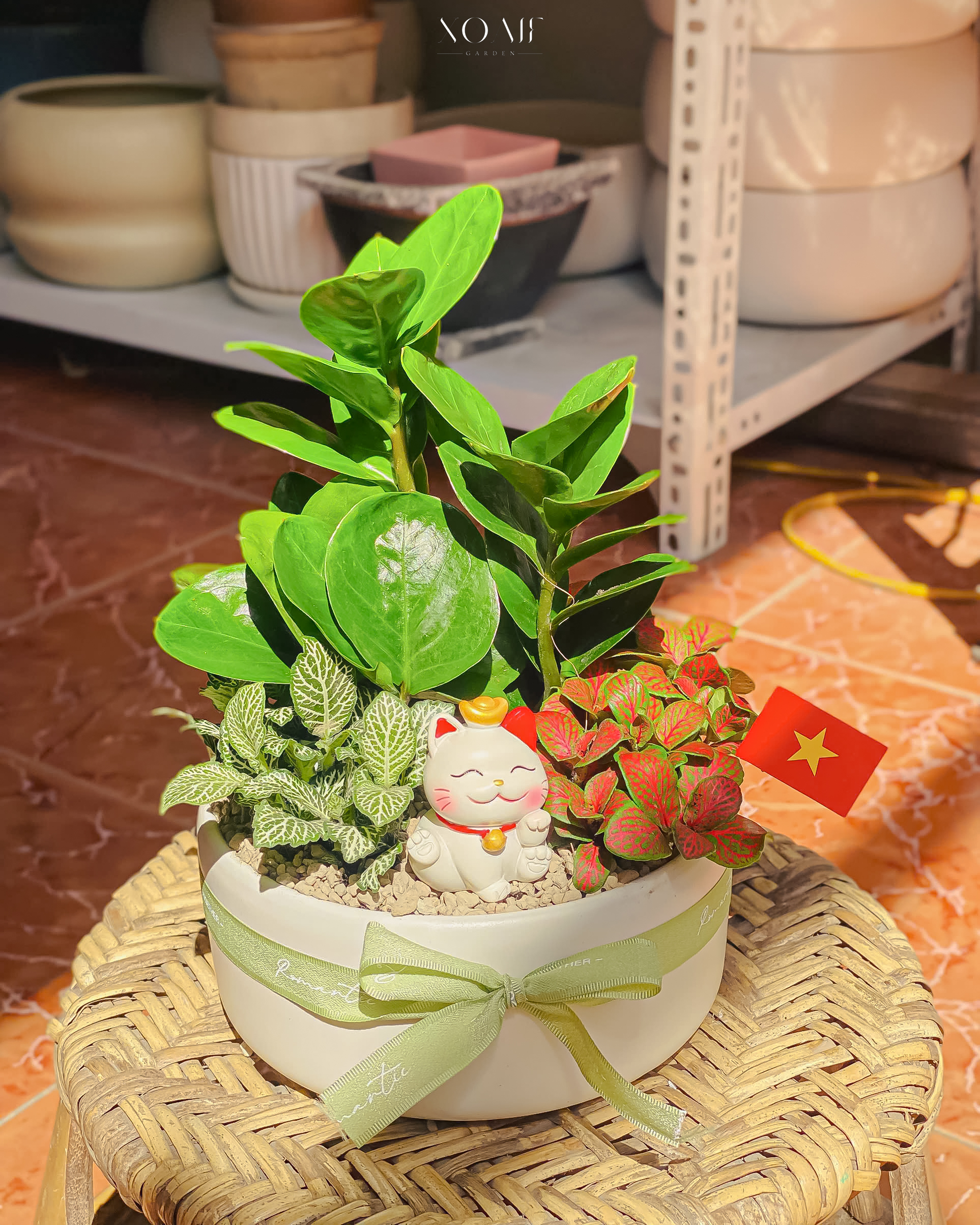 CÂY KIM TIỀN MIX CẨM_thumbnail_3