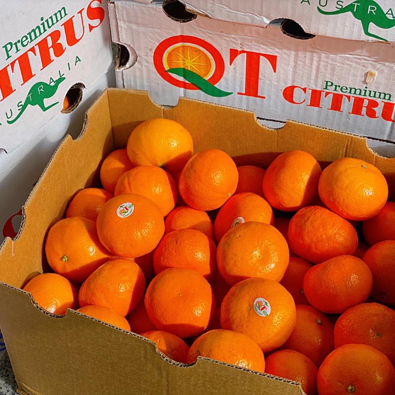 Quýt Úc T.Citrus_thumbnail_3