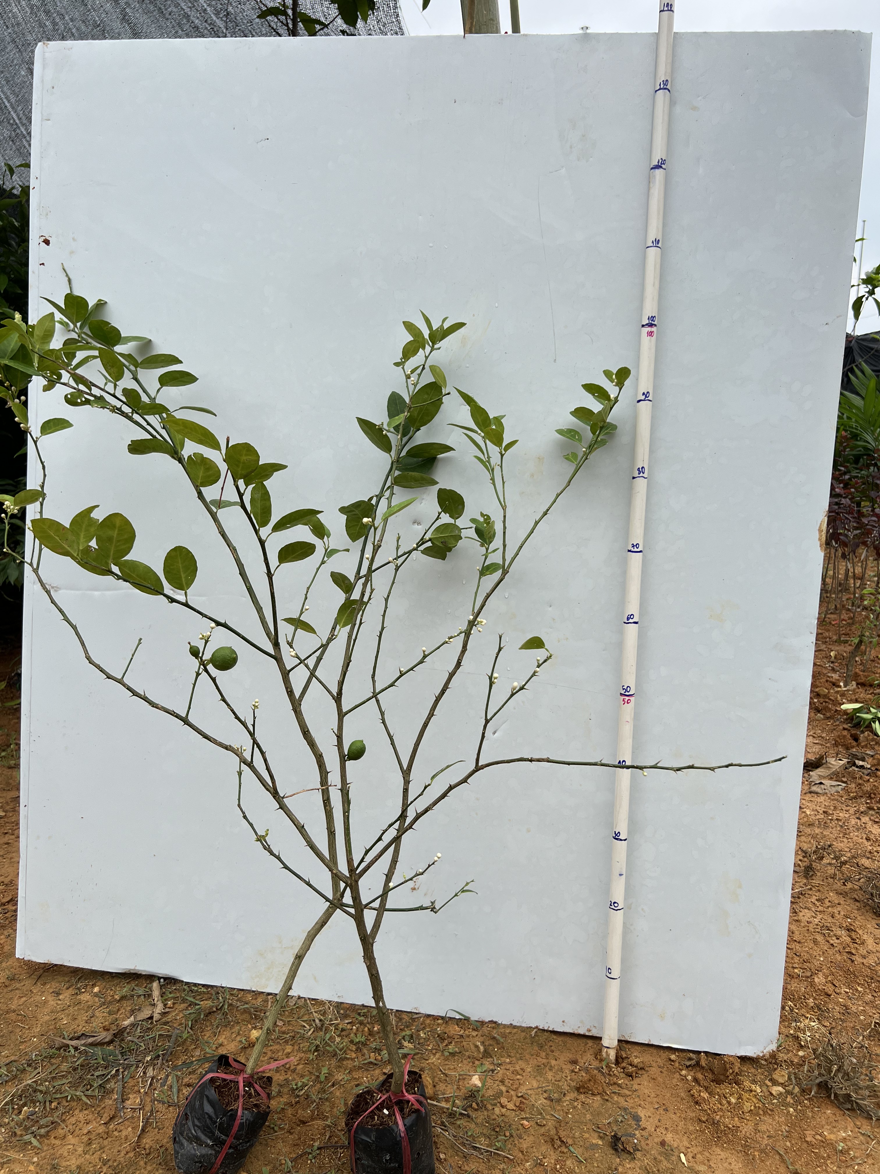 Chanh ta cao 50-65cm PT29 CALATA