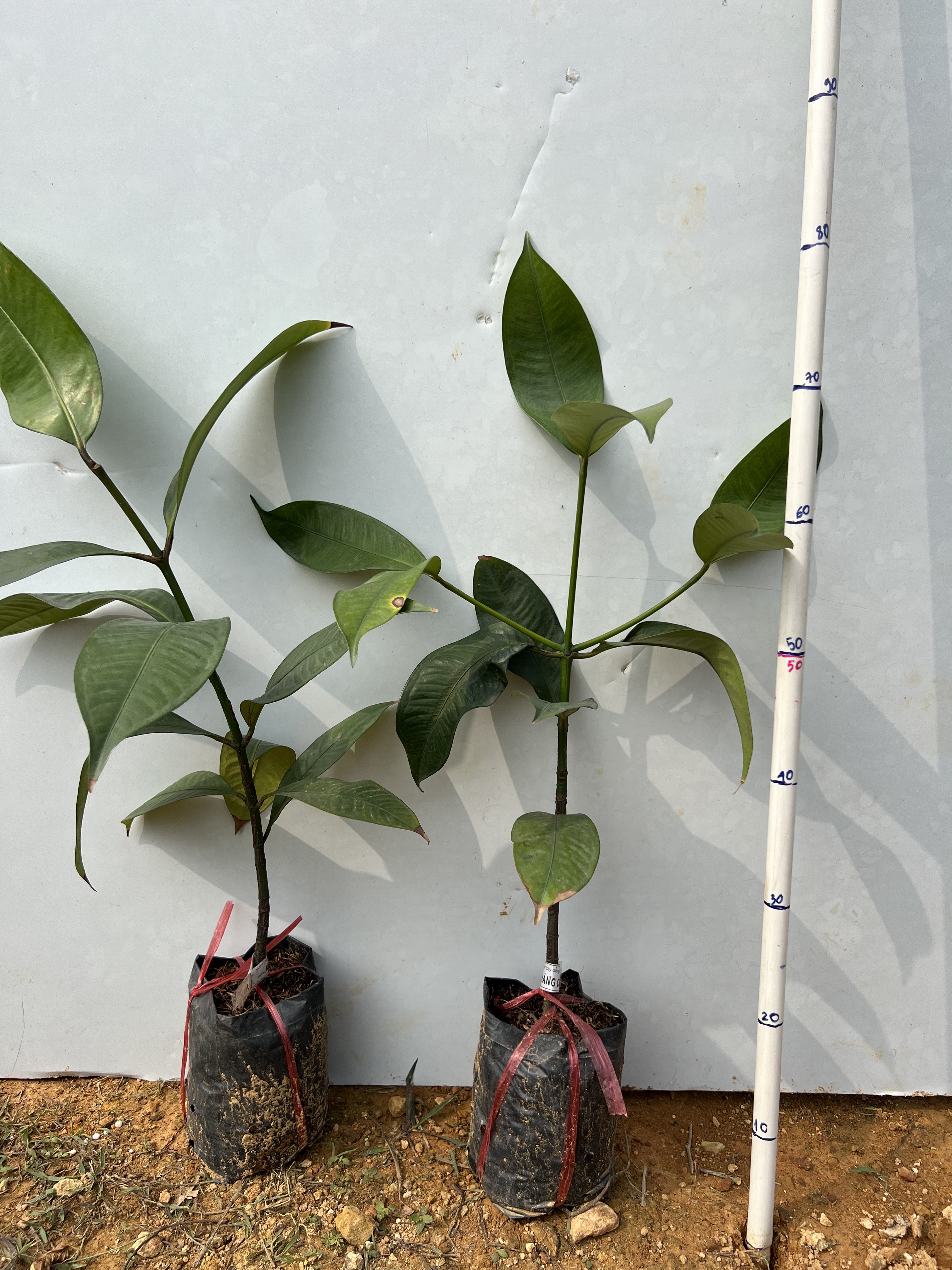 Măng cụt cao 50-60cm PT86 CALATA