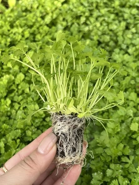 Cần tây_thumbnail_3