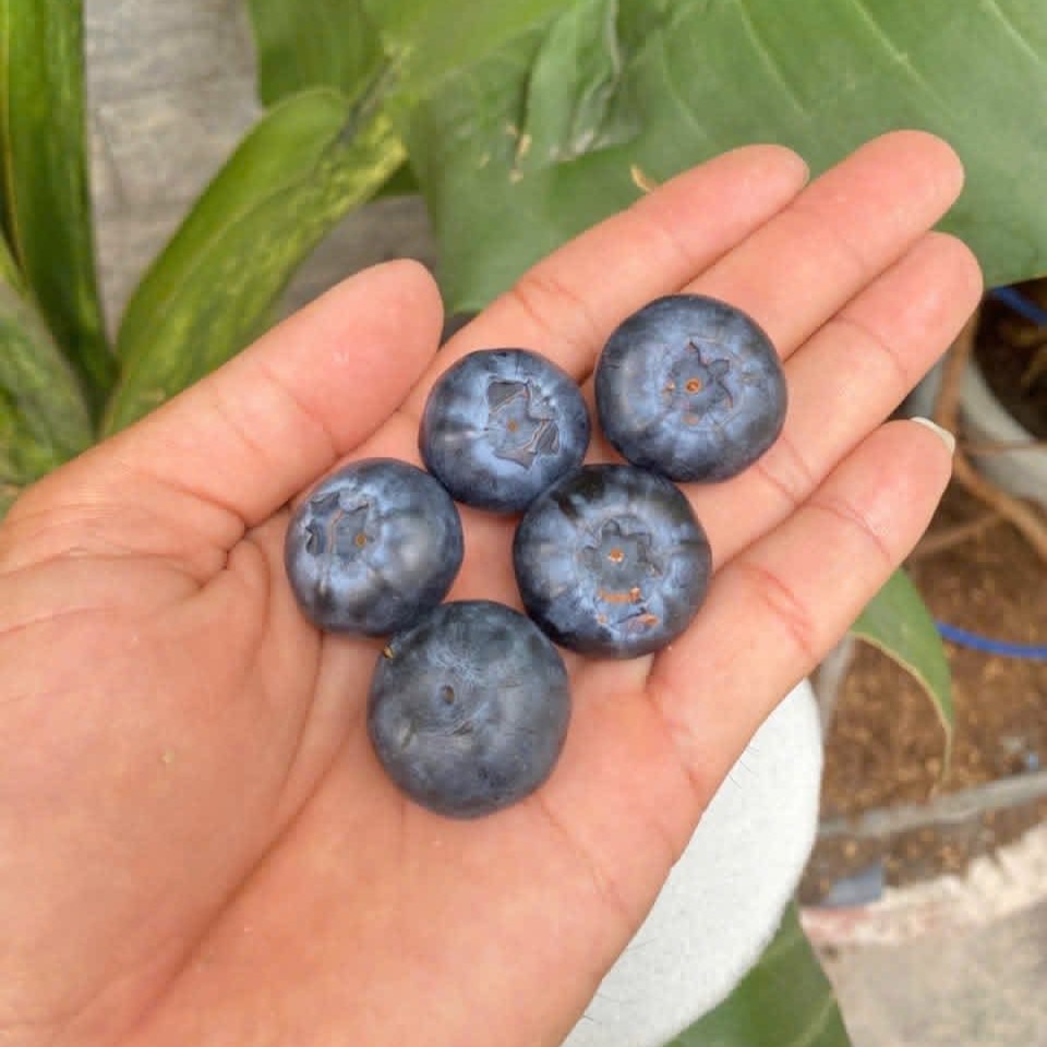 Việt Quất_thumbnail_7