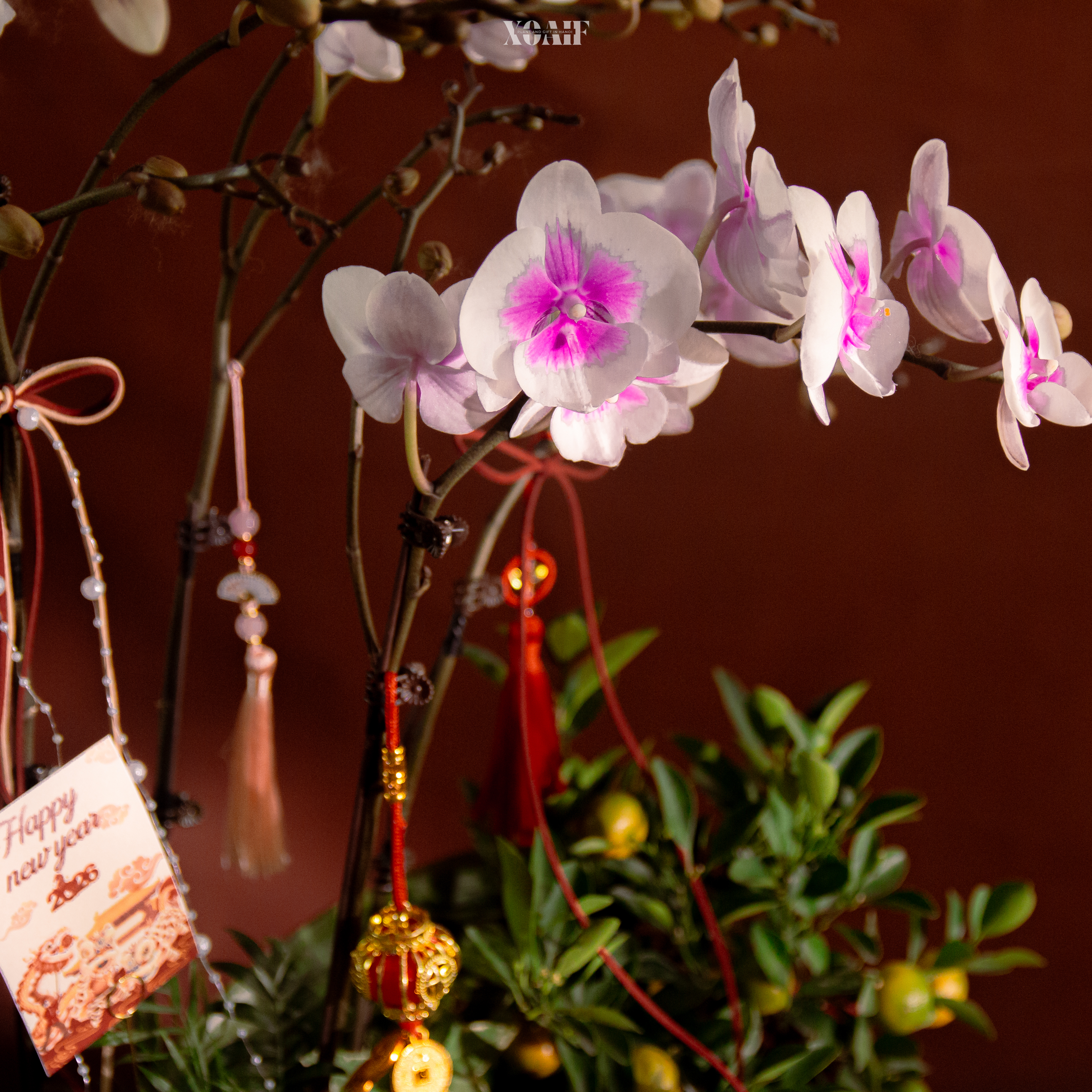 ĐĨNH XUÂN GIAO_thumbnail_5