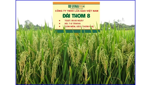 High quality pure rice variety Dai Thom 8_thumbnail_1