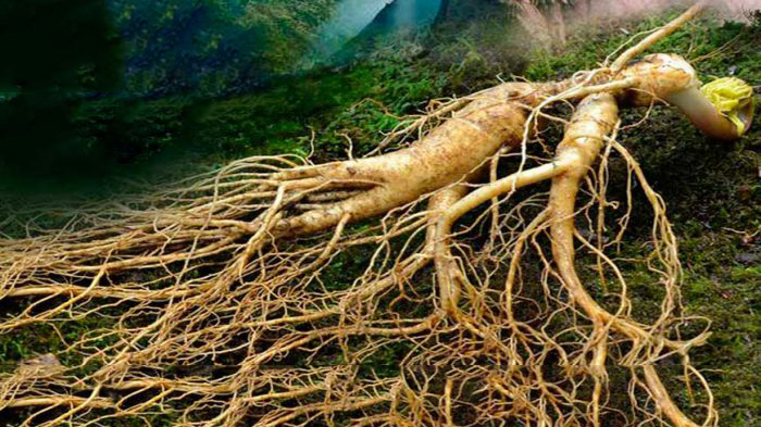 SÂM TRƯỜNG BẠCH TỈA HOA 2.6L (LIÊN HỆ BÁO GIÁ)