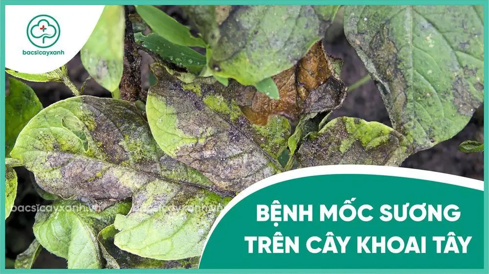Bệnh mốc sương khoai tây