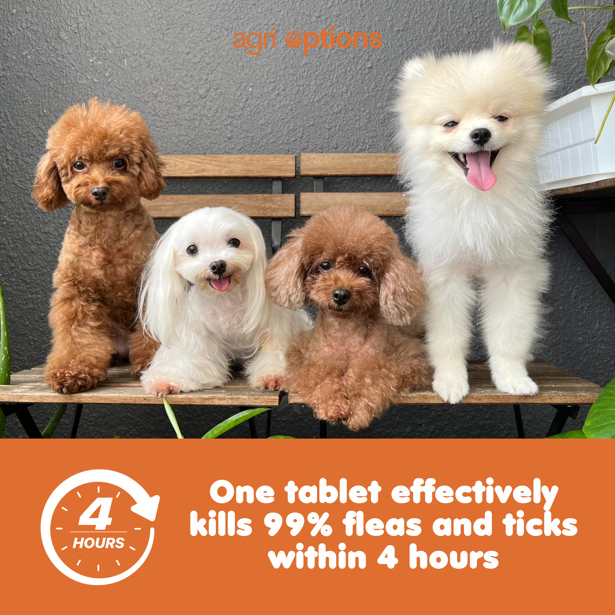 Advanllent ( Fluralaner )_thumbnail_10