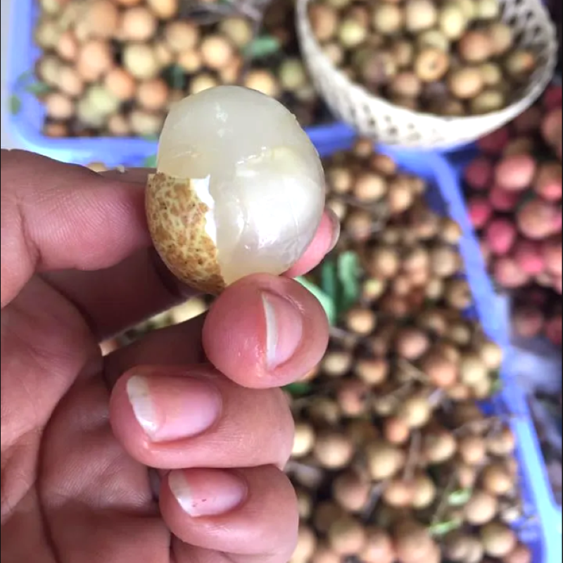 Nhãn Da Bò_thumbnail_2