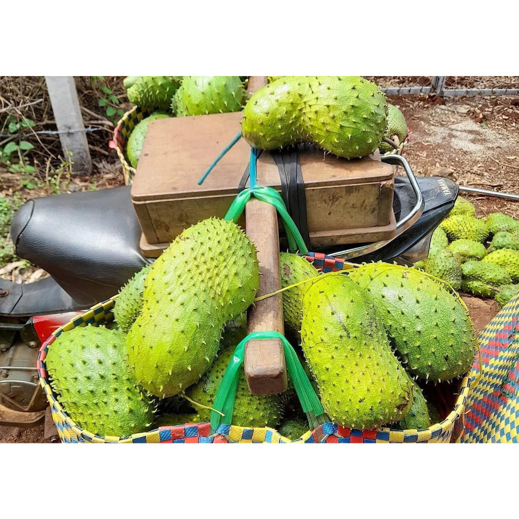 Mãng Cầu Xiêm_thumbnail_2