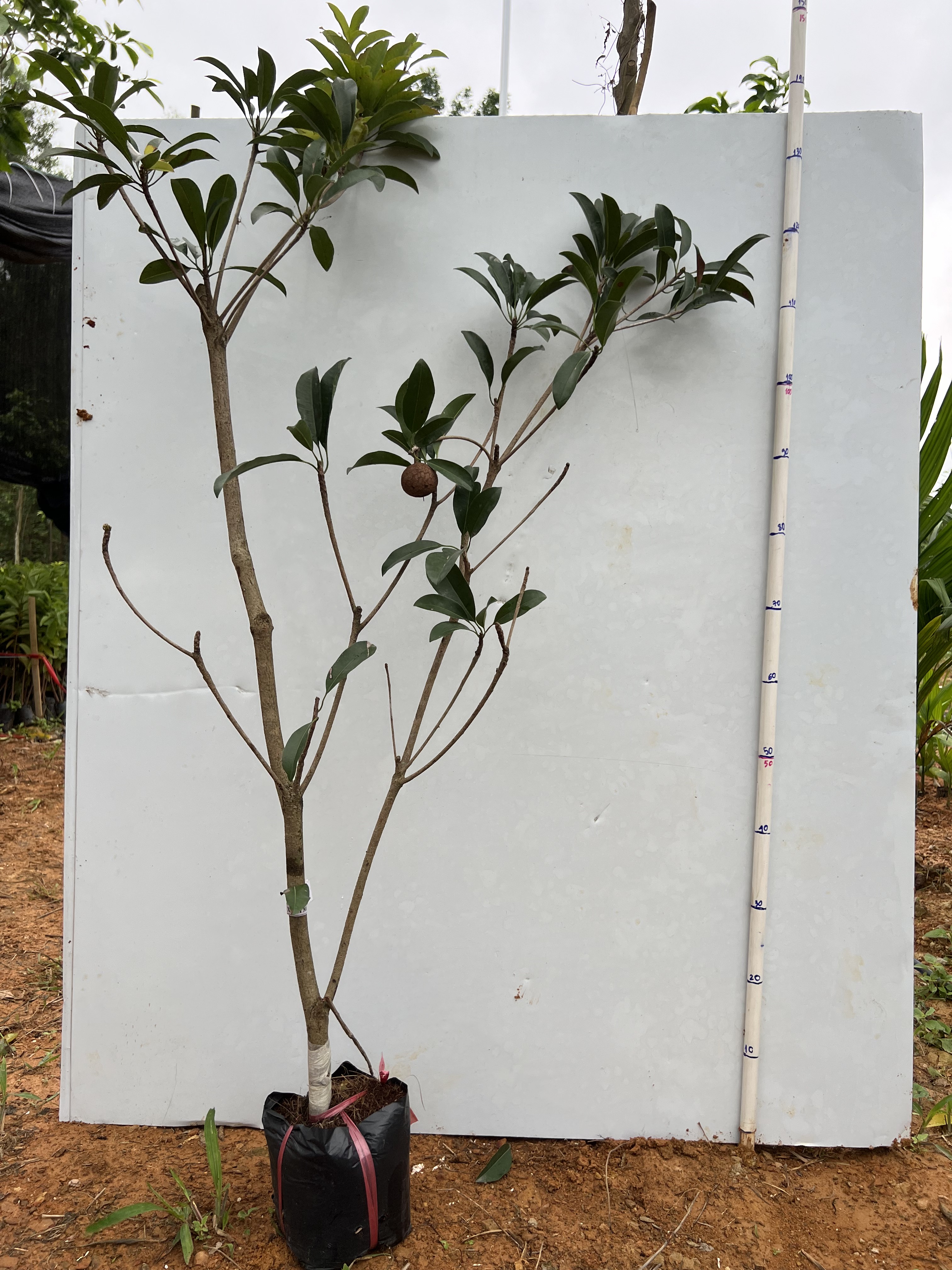 Hồng xiêm Mexico cao 80-90cm PT12 CALATA