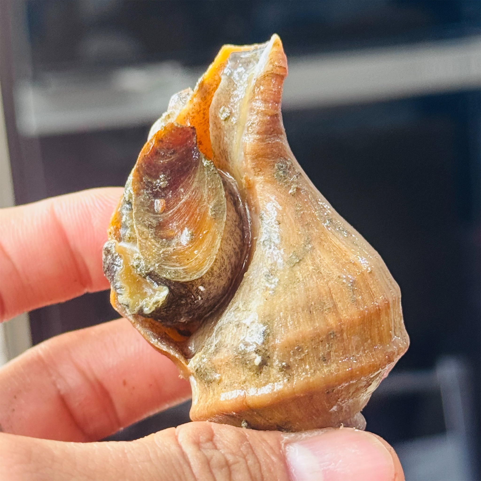 Ốc Xoắn Nhật Tsubugai_thumbnail_4