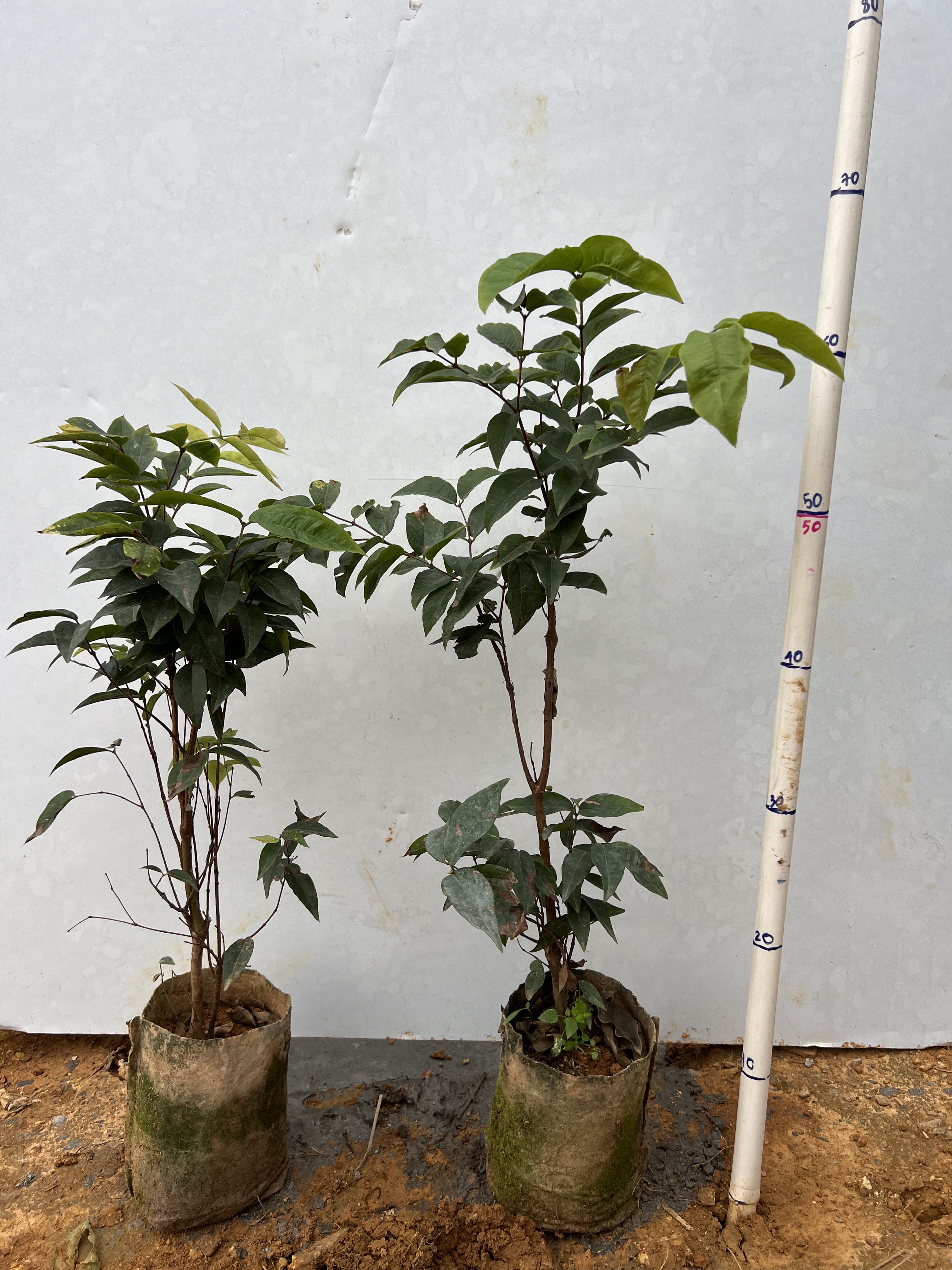 Nho thân gỗ 12 vụ cao 45-55cm PT109 CALATA