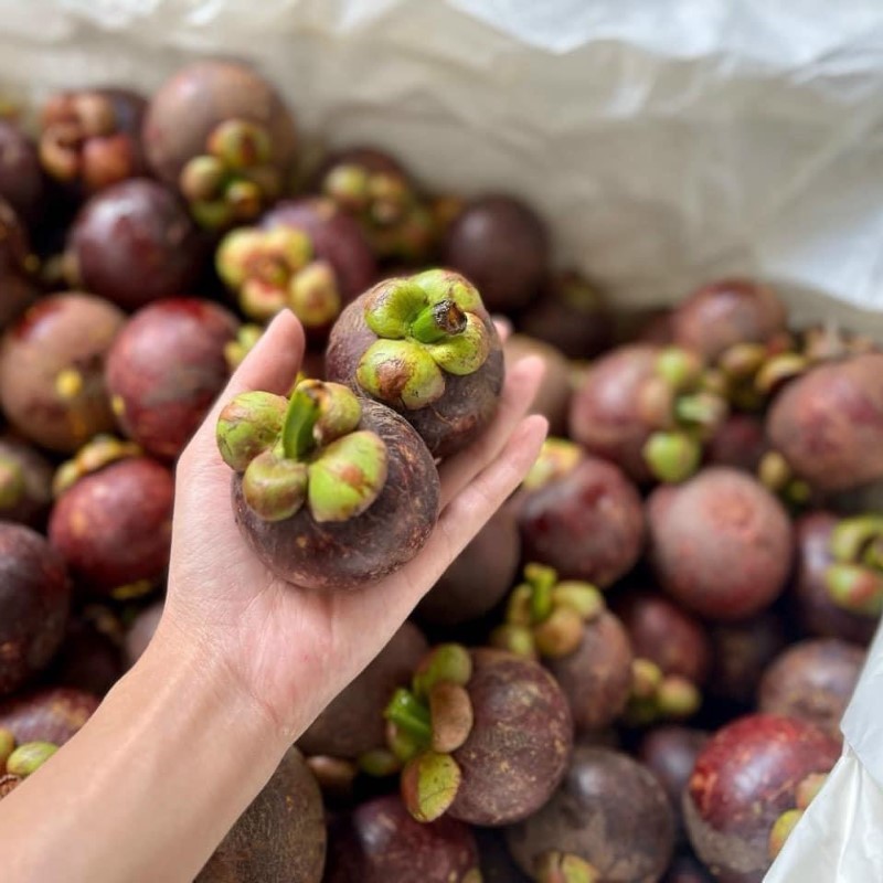 Măng Cụt Thái Lan_thumbnail_2