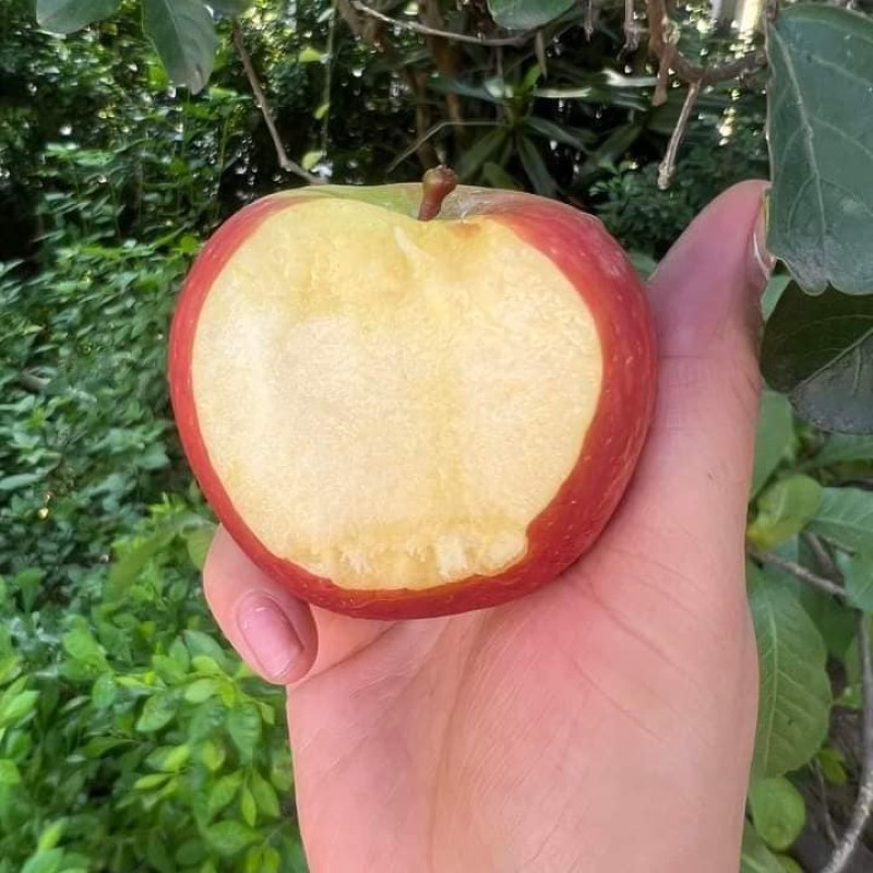 Táo Túi Nam Phi (WOW)_thumbnail_1