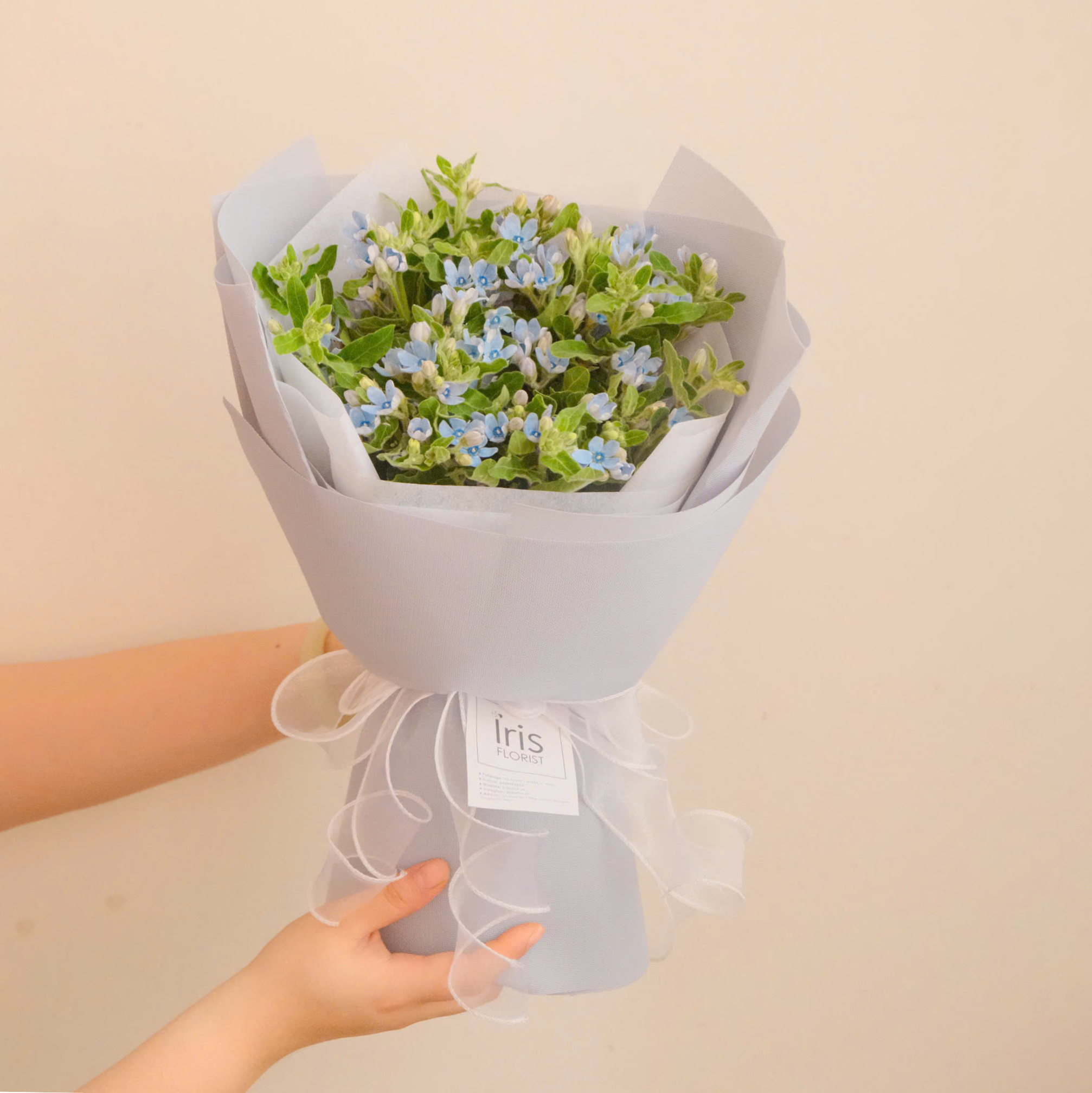 Mộng Lam - Bó hoa sao xanh (lam tinh) Size M