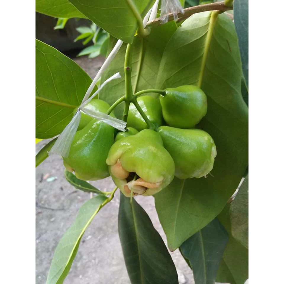 Roi Xanh_thumbnail_2