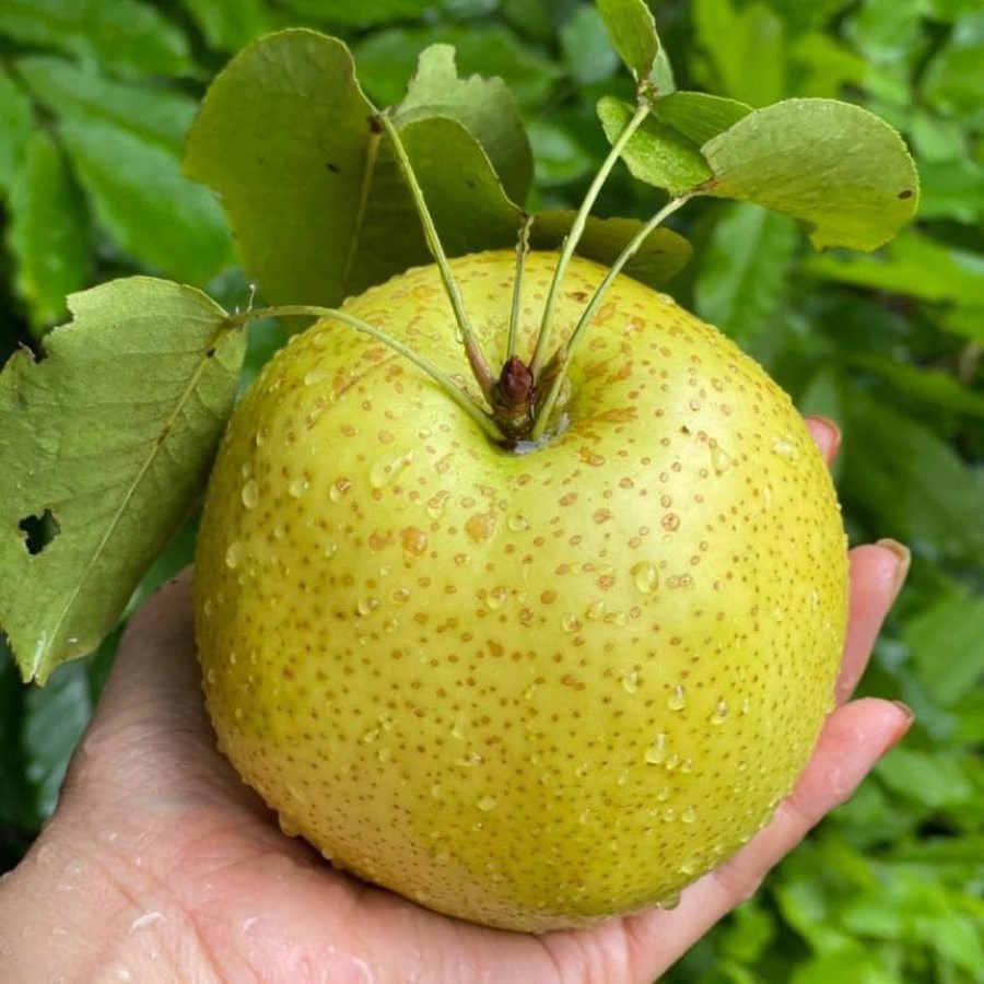 Lê Đường Mật Hà Giang_thumbnail_4