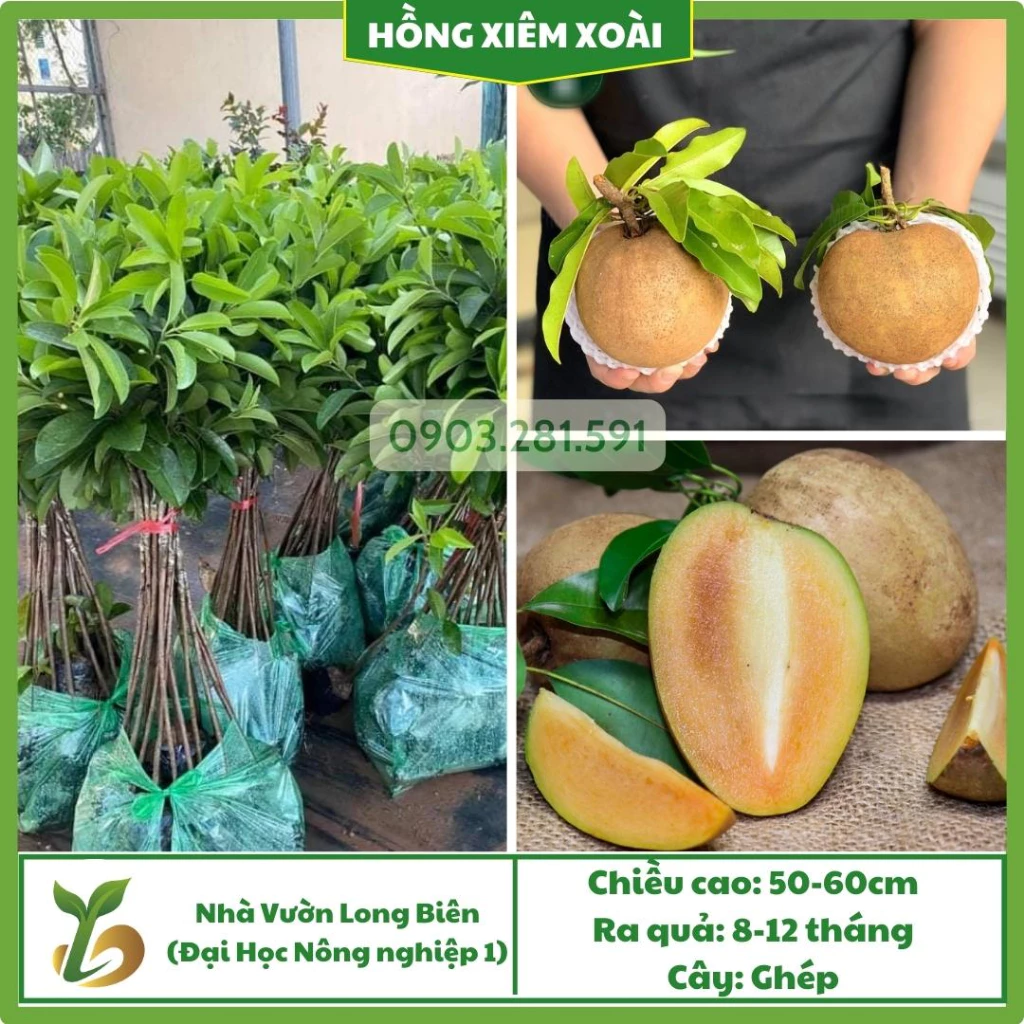 Hồng Xiêm Xoài