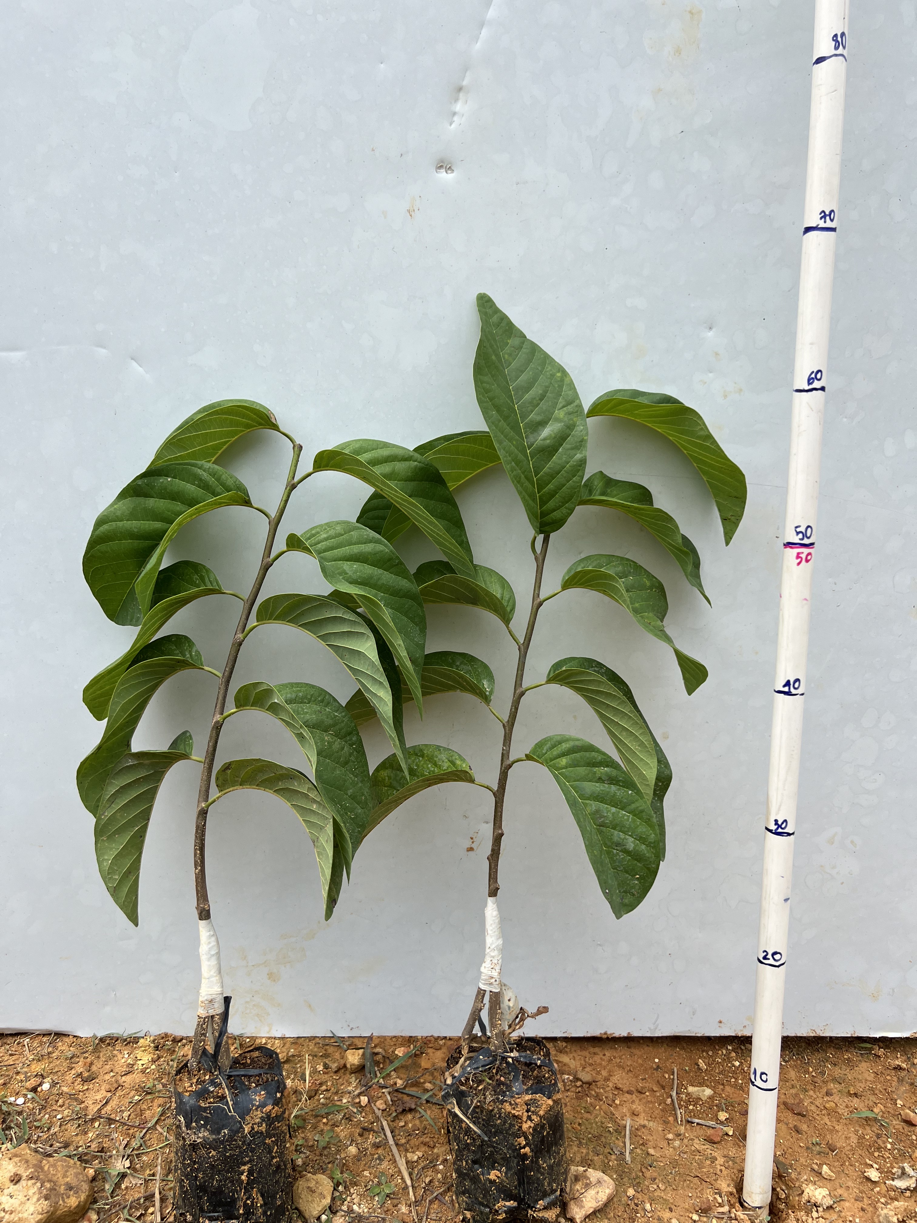 Na Thái cao 40-50cm PT90 CALATA