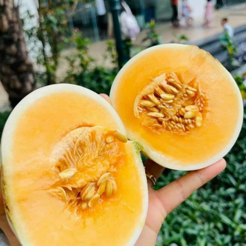 Dưa Lê Thái_thumbnail_2