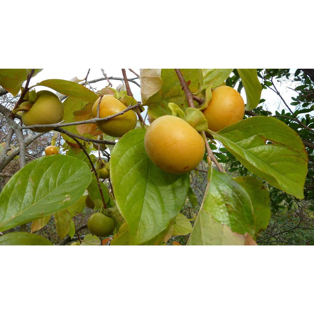 Hồng Giòn_thumbnail_2