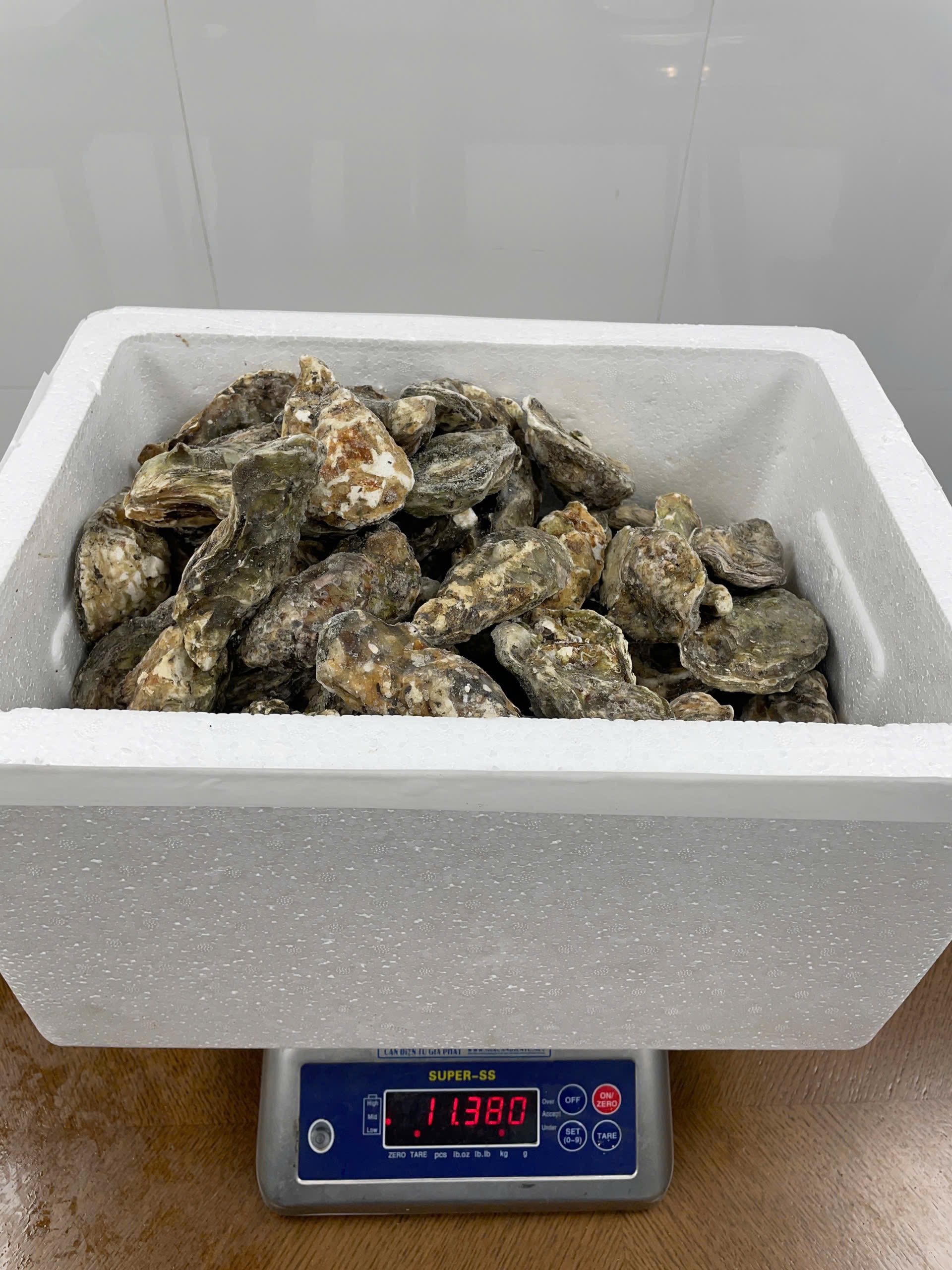 Hàu Hàn Quốc Nguyên Con Nhập Khẩu (Frozen Whole-Shell Oysters)_thumbnail_4