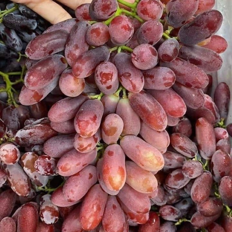 Nho Đỏ Long Crimson Úc_thumbnail_3